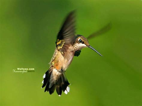 Cute Hummingbird Wallpapers - Top Free Cute Hummingbird Backgrounds ...