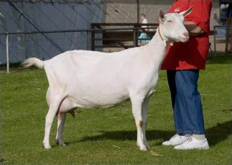 Saanen goats, photos, description, characterization