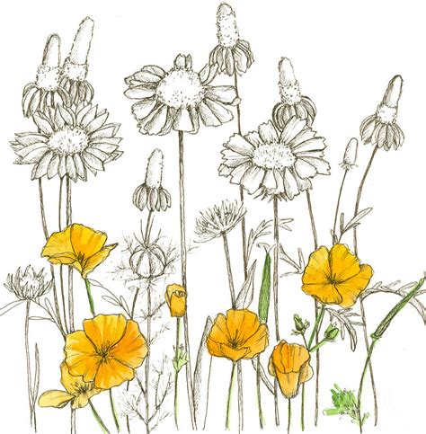 Wildflower Drawing at GetDrawings | Free download