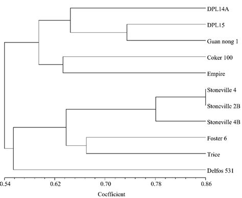 Dendrogram Of First Period Source Germplasm Originating Before The