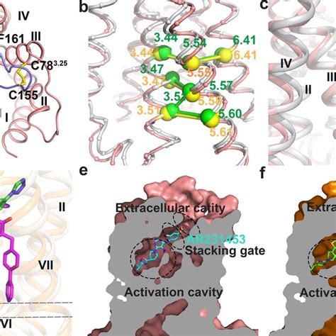 Unique Structure Features And Binding Pocket A The Second Extracellular