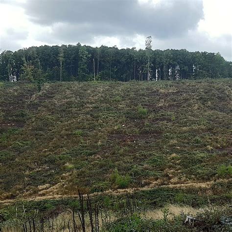 Stiftung Naturschutz Thüringen Neuer Wald in Nordthüringen