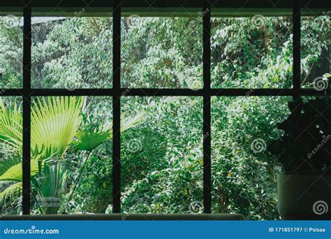 Window With Green Plant Leaves In Garden Stock Image Image Of Windows Garden 171851797