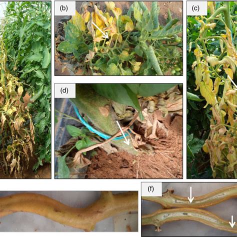 Correlation Between Fusarium Wilt Severity And Plant Growth Parameters