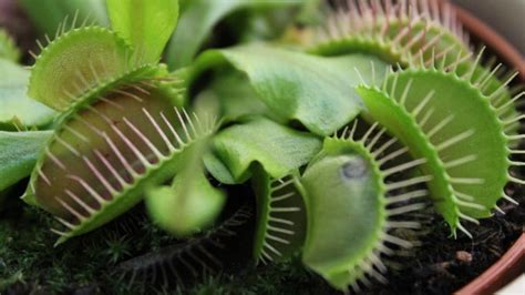 How Do Venus Flytraps Work Prickly Plant Blog