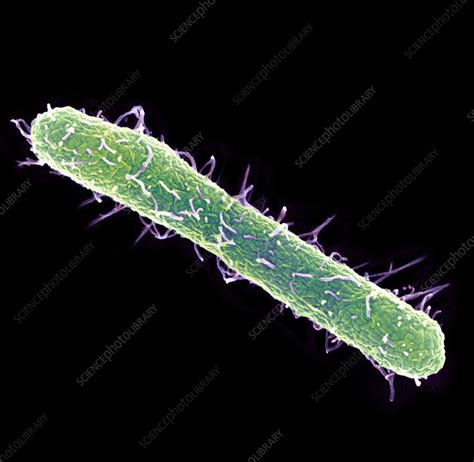 Salmonella Typhimurium Bacterium Sem Stock Image B2201632 Science