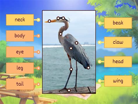 Bird Body Parts Labelled Diagram