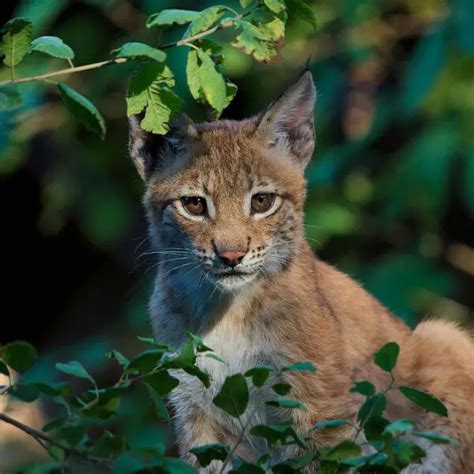 Eurasian Lynx Facts Diet Habitat And Pictures On Animaliabio