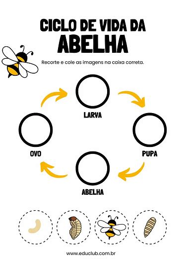 Atividade Sobre O Ciclo De Vida Da Abelha Educlub