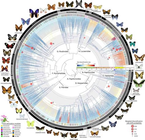 Butterflies Evolved From Moths About Million Years Ago In North