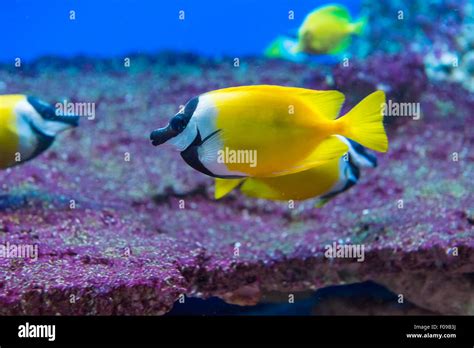 Saltwater Fish Foxface Rabbitfish Siganus Vulpinus Stock Photo Alamy