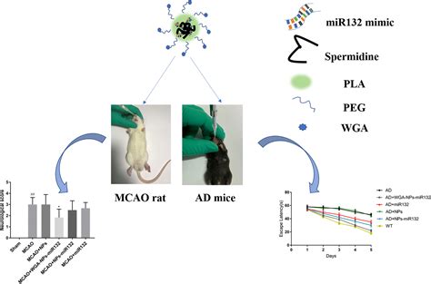 Frontiers Intranasal Delivery Of Targeted Nanoparticles Loaded With