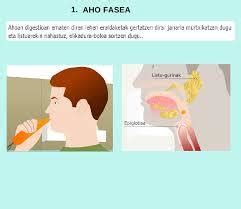 Digestio Aparatua Mapa Mental