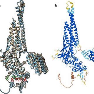 A I Tasser Generated Human Stat Structure In Blue Modeled And