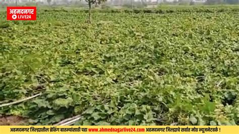 Agricultural News संगमनेर राहुरीत द्राक्षे पेरू डाळिंबाचे मोठे नुकसान