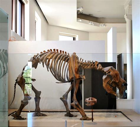 Diprotodon Optatum Pleistocene 20 000 YA AMNH 19287 AMNH Flickr