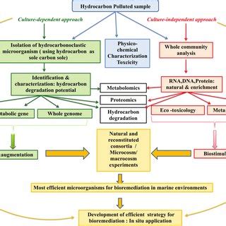 PDF Microbial Bioremediation Of Petroleum Hydrocarbon Contaminated