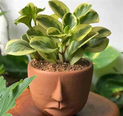 Peperomia Variegata Um Guia Completo Para O Cultivo