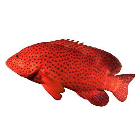 Miniatus Grouper Candy Corals