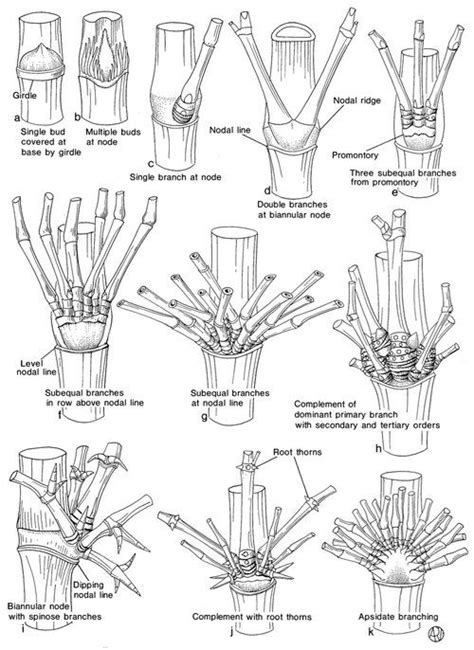 1000+ images about Bamboo Anatomy on Pinterest | The grass, Composition ...