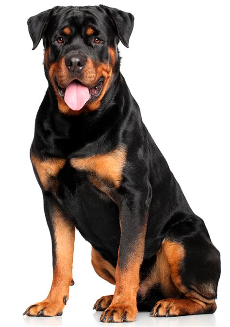 Rottweiler Razas De Perros Purina Mexico