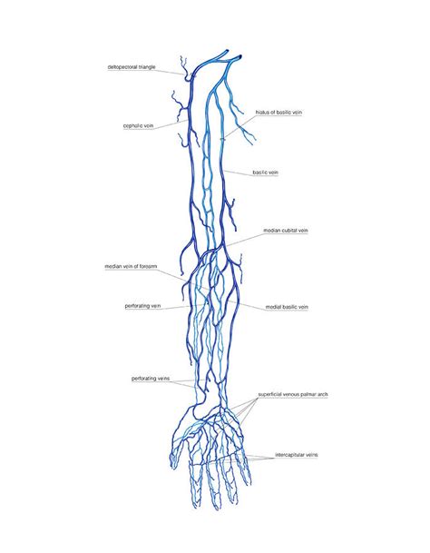 Upper Extremity Venous Anatomy