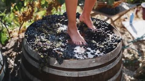 Female Feet Stomping Black Grapes In Wooden Shaft Stock Video Footage