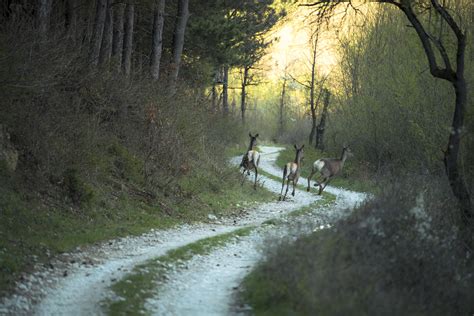 Blinaja National Park, Kosovo : r/europe