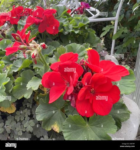 Vibrant Red Geranium Closeup Stock Photo Alamy