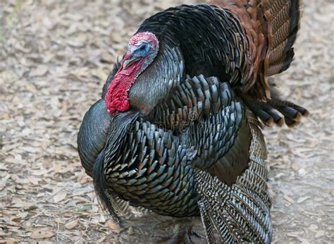 Wild Turkey Male with Tail Feathers Displayed Stock Photo - Image of ...