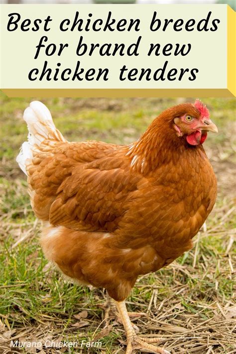 Golden Comet Hen Standing In Grass Chickens Backyard Breeds Laying