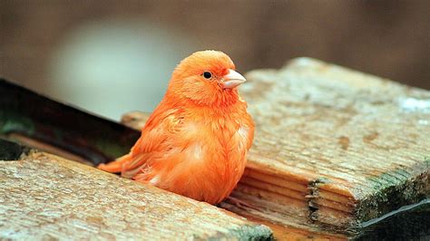 Orange Bird Wallpapers - Wallpaper Cave