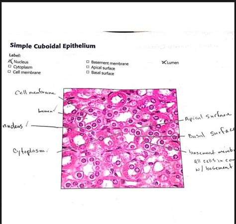 Solved Simple Cuboidal Epithelium Label A Nucleus Cytoplasm