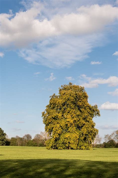 Huge Mature Oak Tree In Public Park In Autumn Stock Image Image Of