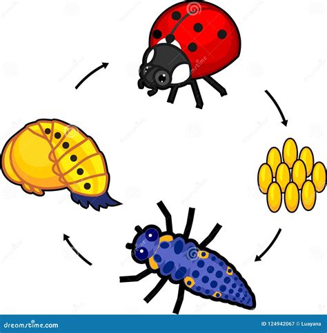 Life Cycle Of Ladybug Stages Of Development Of Ladybug From Egg To