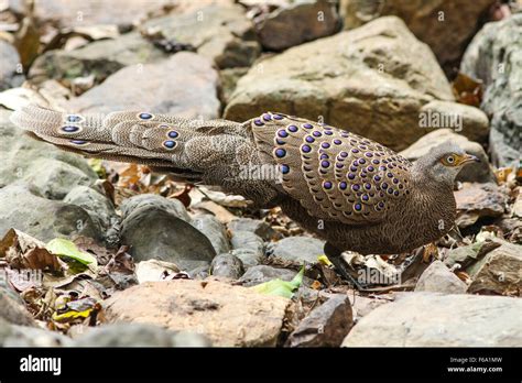 Grey Peacock Pheasant Polyplectron Bicalcaratum Bird In Nature Stock