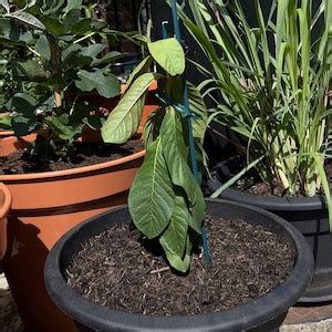 Bonsai Mango Tree Dwarf Fruiting Mango Bonsai Tree Live - Etsy UK