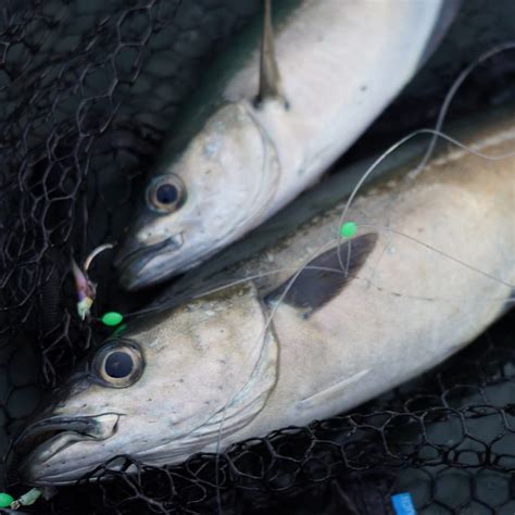 fly fishing  edinburgh  fly fishing