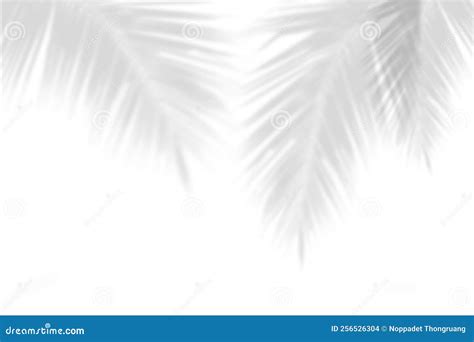 Abstract Gray Shadow Background Of Natural Palm Leaves Falling On White