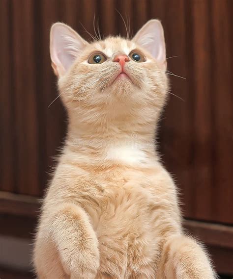 Cute Ginger Kitten with Orange Eyes Stock Image - Image of cute, head ...