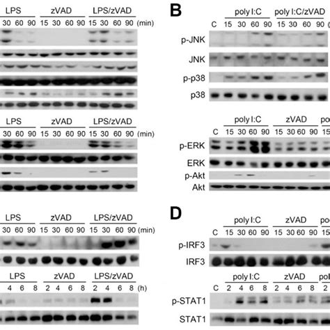 IFNβ mediates cell necroptosis under LPS zVAD and poly I C zVAD