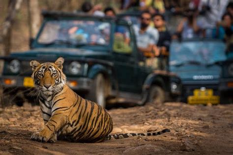 Tadoba National Park Safari Tour Wildlife Tour Wildlife Safari