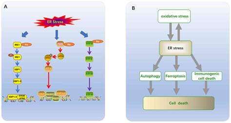 Endoplasmic Reticulum Stress Cell Death And Tumor Association Between