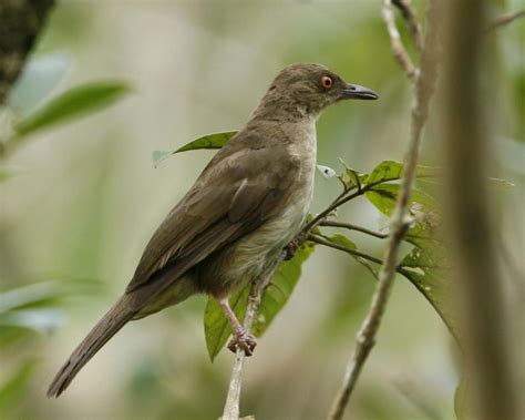 Red Eyed Bulbul Pycnonotus Brunneus