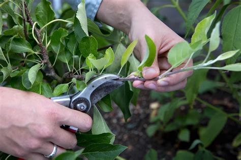 Apfelbaum Im Sommer Schneiden Warum Wann Und Wie Man Den