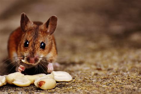 Gambar Alam Manis Mouse Imut Margasatwa Bulu Kecil Coklat