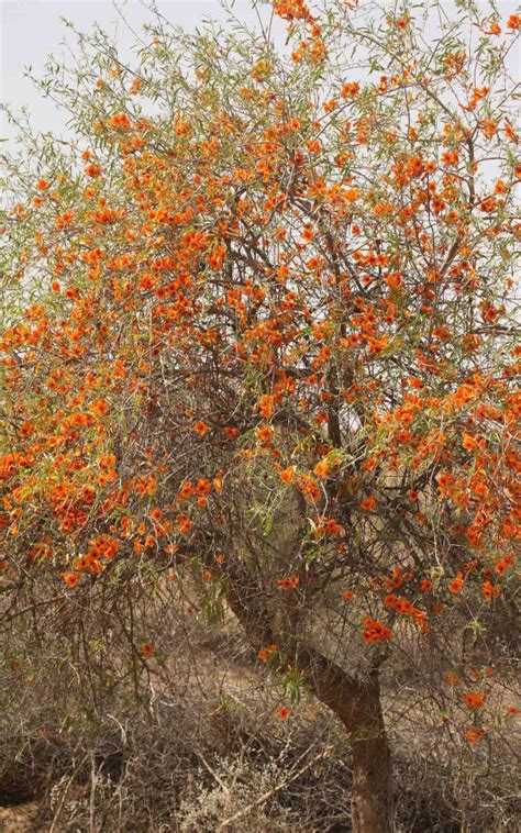 Tecomella Undulata Archives Rajasthan Biodiversity Network