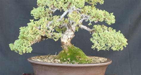 Terriccio Bonsai Attrezzi E Vasi Per Bonsai Coltivare Il Bonsai