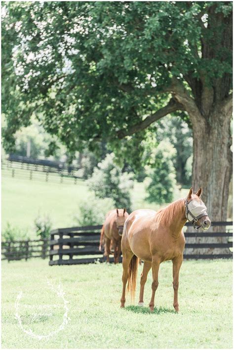 The Best Horse Farm Tour in Lexington, KY | Unique Horse Farm Tours