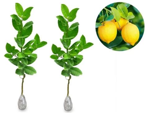 Jual Bibit Pohon Jeruk Kip Katsuri Jeruk Lemon Cui Cm Cepat